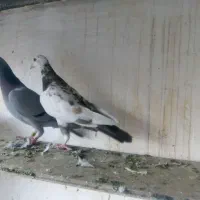 نروماده جفتگاه ،ده تا جوجه کرمونی