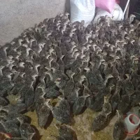 جوجه بوقلمون