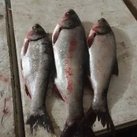 ماهی تازه سیلور وکله گاوی تازه و قیمت مناسب