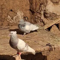 دوم سفید|پرنده|شیراز, قصرالدشت|دیوار