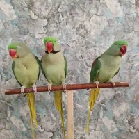 شاه طوطی نر ماده جوجه رام و دستی سخنگو راهب