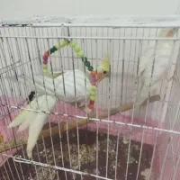 طوطی|پرنده|تهران, شهید اسدی|دیوار