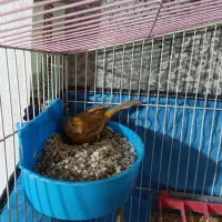 قناری نر و ماده