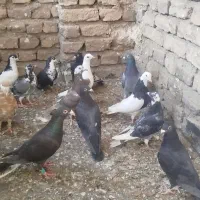 17عدد کفتر نرو ماده