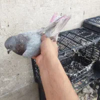 کفتر غریب گیری200|حیوانات|گرگان, |دیوار