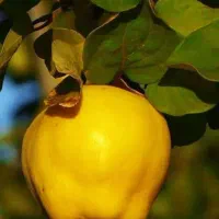 عرضه و فروش انواع نهال به پربار