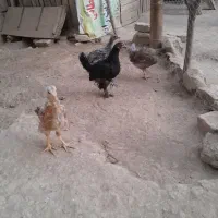 جوجه محلی|حیوانات مزرعه|شاهین دژ, |دیوار