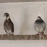 کبوتر پلاکی و دورگه|پرنده|هشتگرد, فاز ۷ مهستان|دیوار