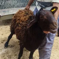 گوسفند