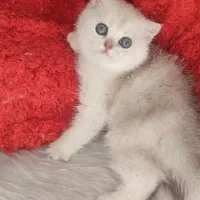 اسکاتیش ماده چشم ابی|گربه|اصفهان, هزارجریب|دیوار