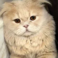 **10 میلیون ت مژدگانی**|حیوانات|ساوه, |دیوار