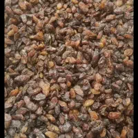 کشمش افتاب خشک ، جریانی