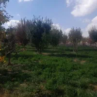 باغ 4 هزار متر شهرستان میانه 3 ساعت آب