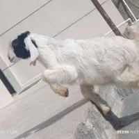 یک راس بزغاله شیرمست نرخرج خوار