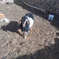 بزغاله نر چاق|حیوانات مزرعه|قهستان, |دیوار