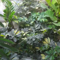 بامبو|حراج|همدان, |دیوار