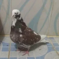 کبوتر قلاقی