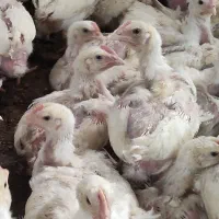 استخدام کارگر مرغداری گوشتی