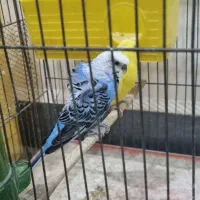 مرغ عشق پروانه ای مولد با۴جوجه|پرنده|اندیمشک, |دیوار