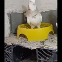 طوقی