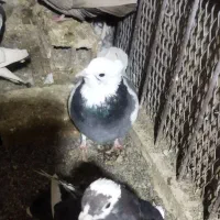 ۹ عدد کفتر|پرنده|سبزوار, مدرس|دیوار