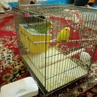 یک جفت مرغ عشق