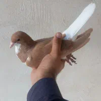 ۲عدد ماده شیرازی زرد و زاغ آبادانی|پرنده|کارون, |دیوار