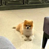 خرسی بوفیس نر جفتگیری|سگ|اصفهان, سپاهانشهر|دیوار