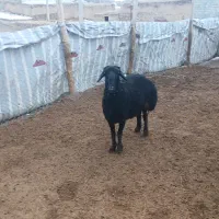 قوچ|حیوانات مزرعه|سارال, |دیوار