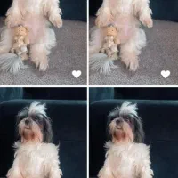 واگزاری شیتزو