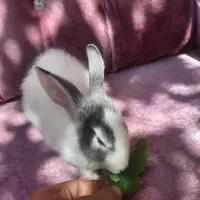 خرگوش اهلی|موش و خرگوش|سهند, |دیوار