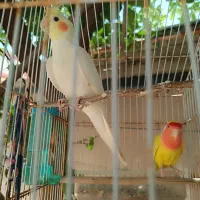 پرنده|پرنده|ایذه, |دیوار