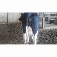 تخت شگم اول ۲۰شیر ۱۰روز زایمان کرد|حیوانات مزرعه|جوین, |دیوار