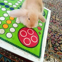 خرگوش خونگی