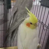 یک جفت عروس کار داده|پرنده|سبزوار, باهنر|دیوار