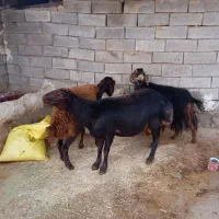 قوچغزل|حیوانات مزرعه|بروجرد, |دیوار