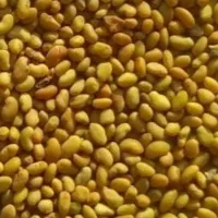 تخم علف (یونجه)پایه بلندبذر یدنجه