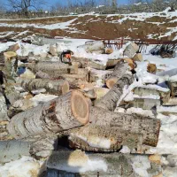 خرید درخت خرید چوب قطع برش تر وخشک|خدمات باغبانی و درختکاری|اهر, |دیوار