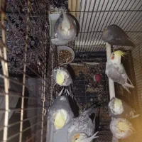 11 عدد عروس هلندی|پرنده|توکهور, |دیوار