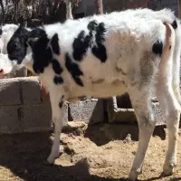 گوساله ماده