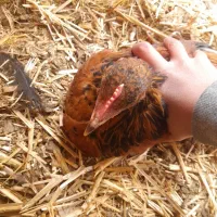 جوجه خروس|حیوانات مزرعه|پاکدشت, پاکدشت (مامازند)|دیوار