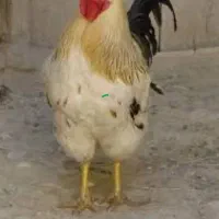 خروس درشت محلی