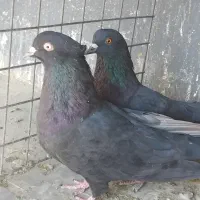 کبوتر ابادانی