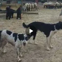 سگ قدریجونی