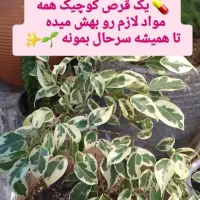 قرص کود اورگانیک|گل و گیاه طبیعی|بهبهان, |دیوار