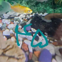 ماهی آکواریومی گیاه خوار ارزان ترازهمه جا|ماهی|فردیس, فردیس|دیوار