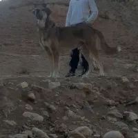 سگ پژدر|سگ|مشهد, امیریه|دیوار