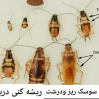 سمپاشی سوسک فوری بدون بو