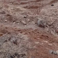 شخم زدن باغ|خدمات باغبانی و درختکاری|مشگین شهر, |دیوار