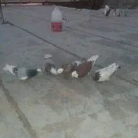 کفترا مست وپرشتی لیلک وکله دم سبز